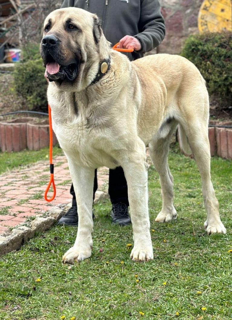 Tulga Ayakta3 - Anatolion Pet Foods