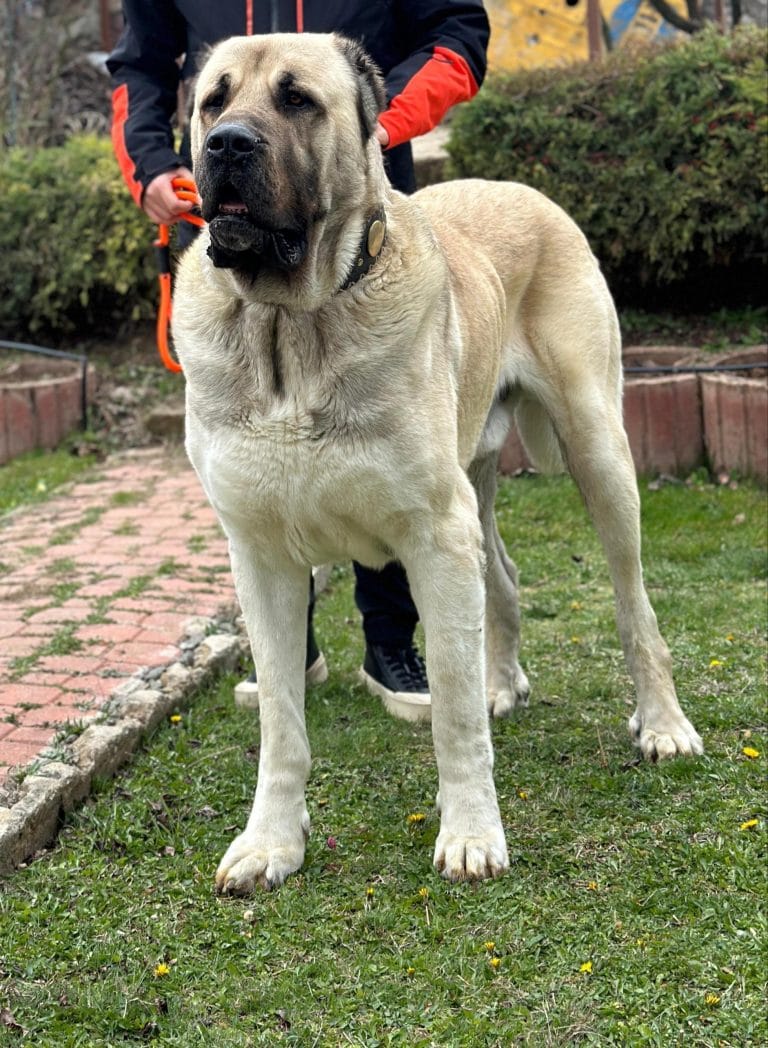 Tulga Ayakta1 - Anatolion Pet Foods