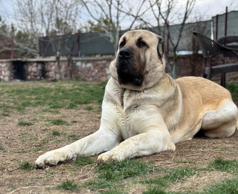 Tulga - Anatolion Pet Foods