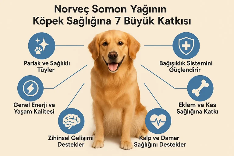 Norveç Somon Yağının Köpek Sağlığına 7 Büyük Katkısı